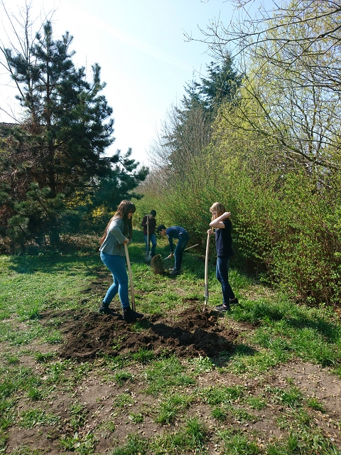 k_bienenwiese_1.jpg